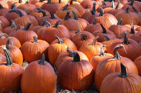 Seasonal Treats for Autumn