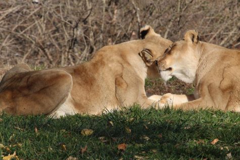 While lying in the sun at the Kansas City Zoo Dec. 5, the lions groom one another.