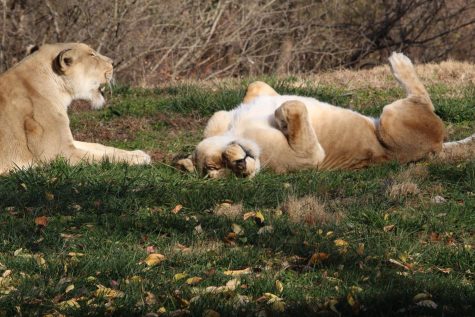 Lions at the Kansas City Zoo Dec. 5.