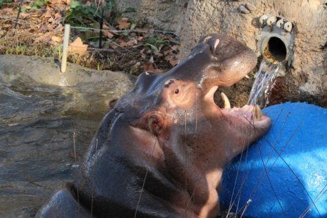 While one hippo basks in the sun, the other swims around playing with one of its toys, Dec. 5 at the Kansas City Zoo. The hippo playing and jumping is named Cairo, he is the youngest of the two. Cairo was brought to the Kansas City Zoo from Gulf Breeze Zoo in May of 2019. “I learned more about the animals I was looking at than I have at any other zoo,” freshman Kennedy Hildebrand said. 