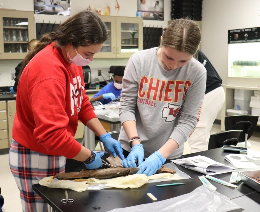 In a HOSA meeting Feb. 22, seniors Kiana Terrell and Kylie Rothberger work on their project.