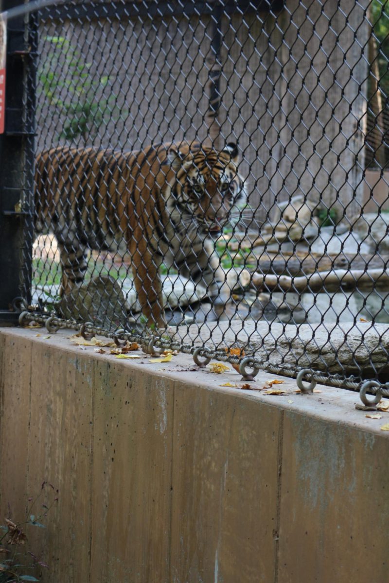 Tiger exhibit at the KC Zoo