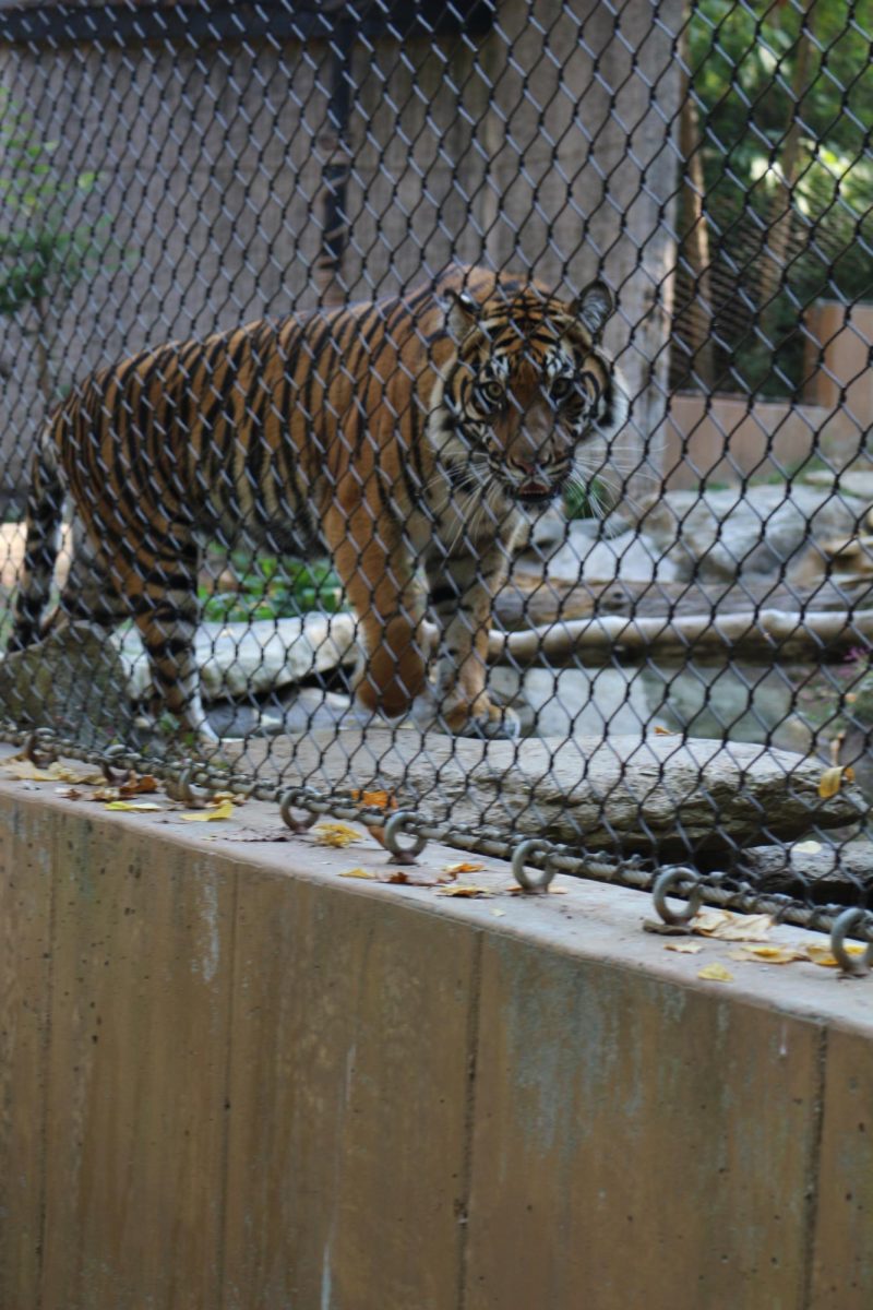 Tiger exhibit at the KC Zoo