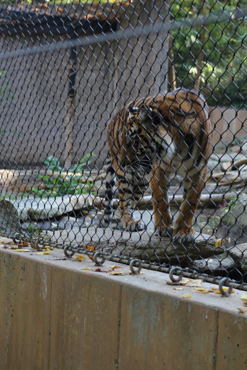 Tiger exhibit at the KC Zoo