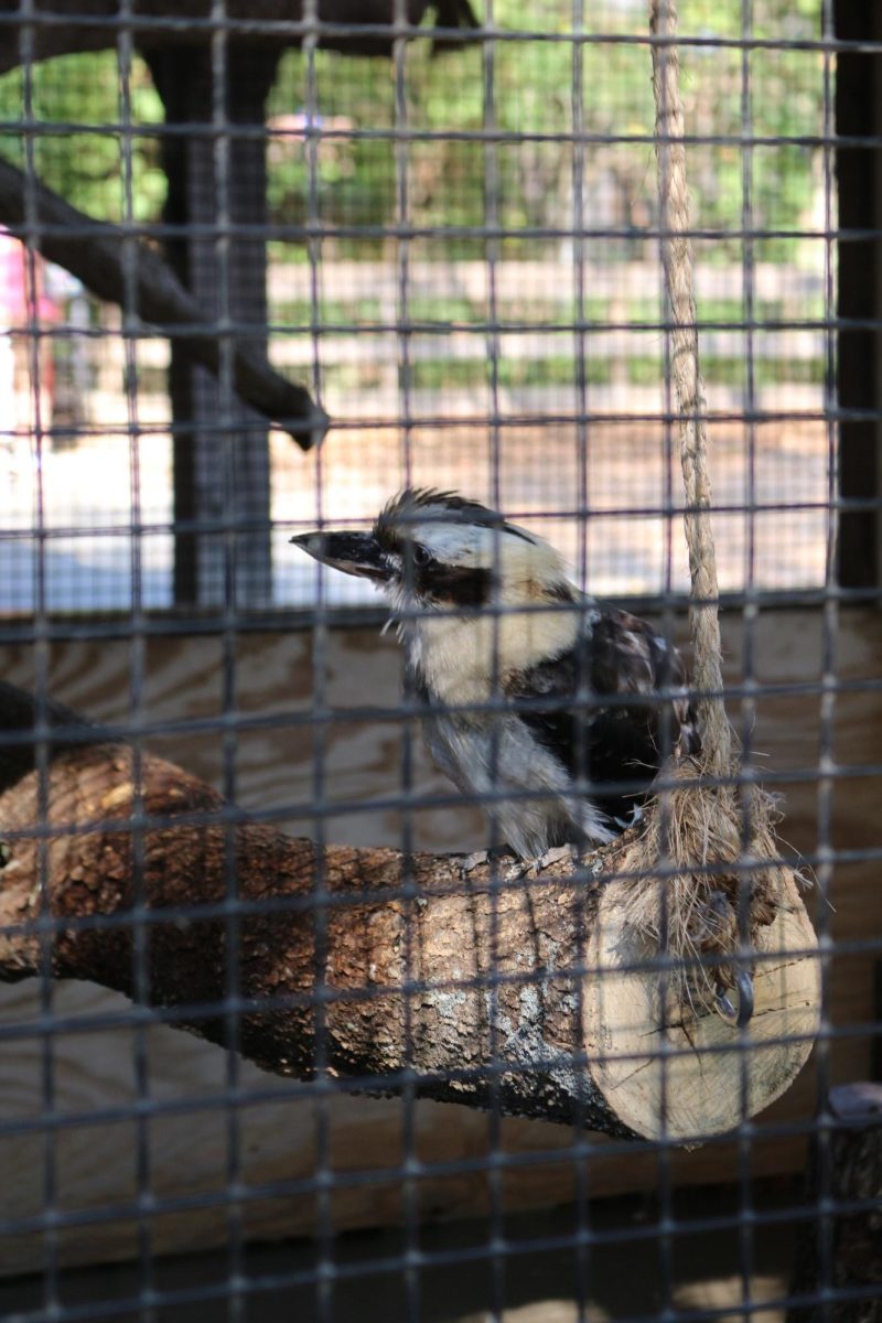 Kookaburra exhibit in 'Australia' 