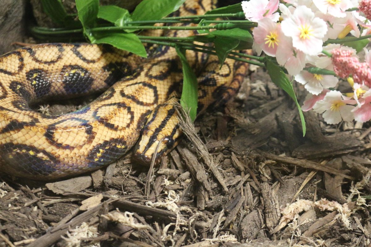 Snake house at the KC Zoo 