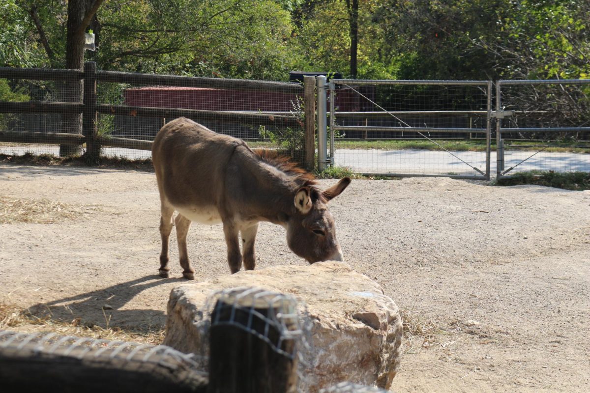 Petting zoo at the KC Zoo