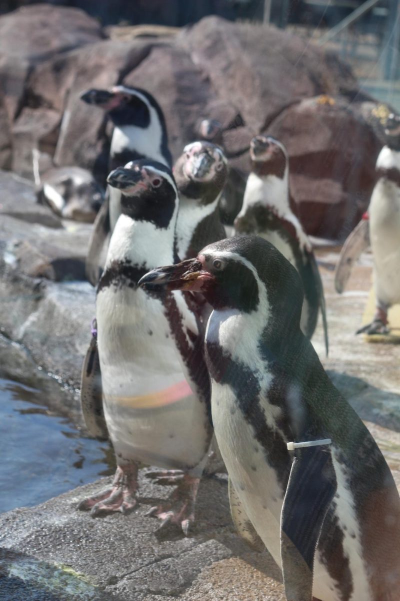 Penguin exhibit at the KC Zoo