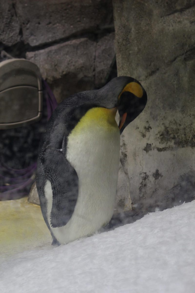 Snowy Penguin exhibit at the KC Zoo