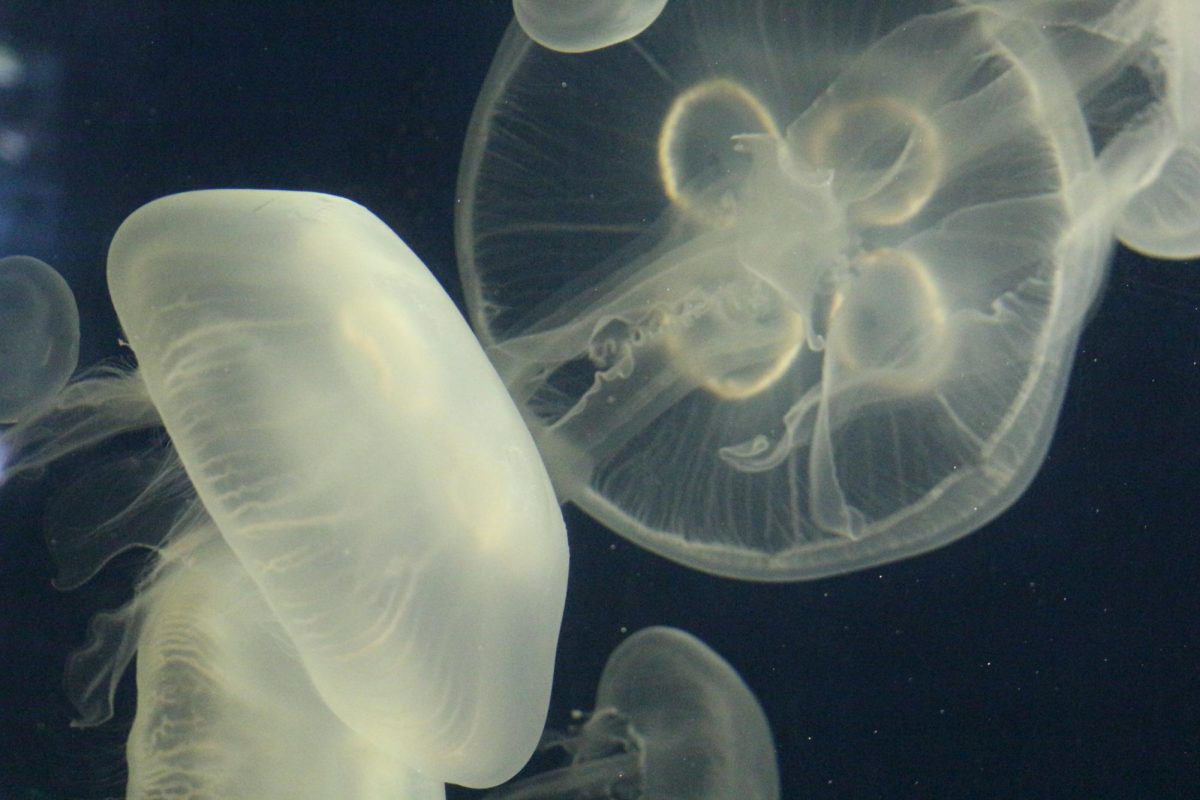 Jellyfish exhibit