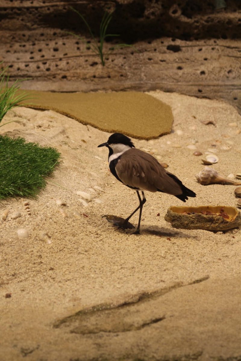 Bird house in 'Austrailia' 