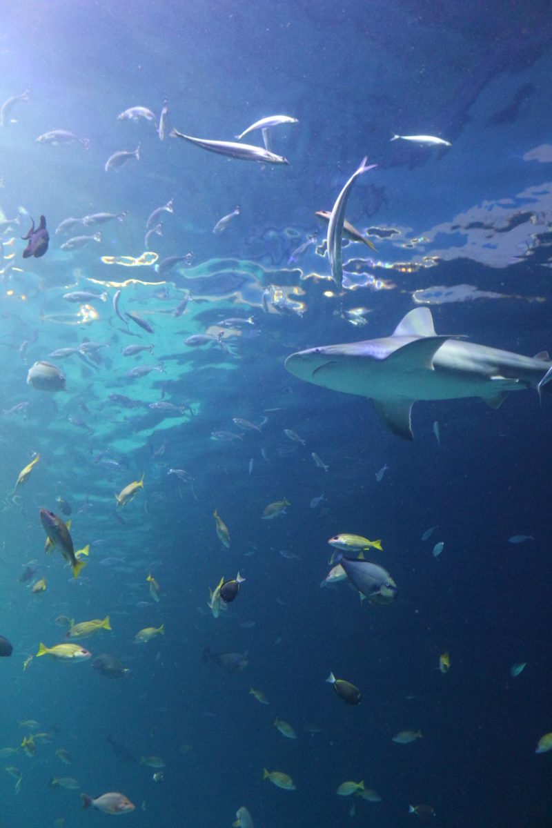 'Open ocean' at the KC Zoo