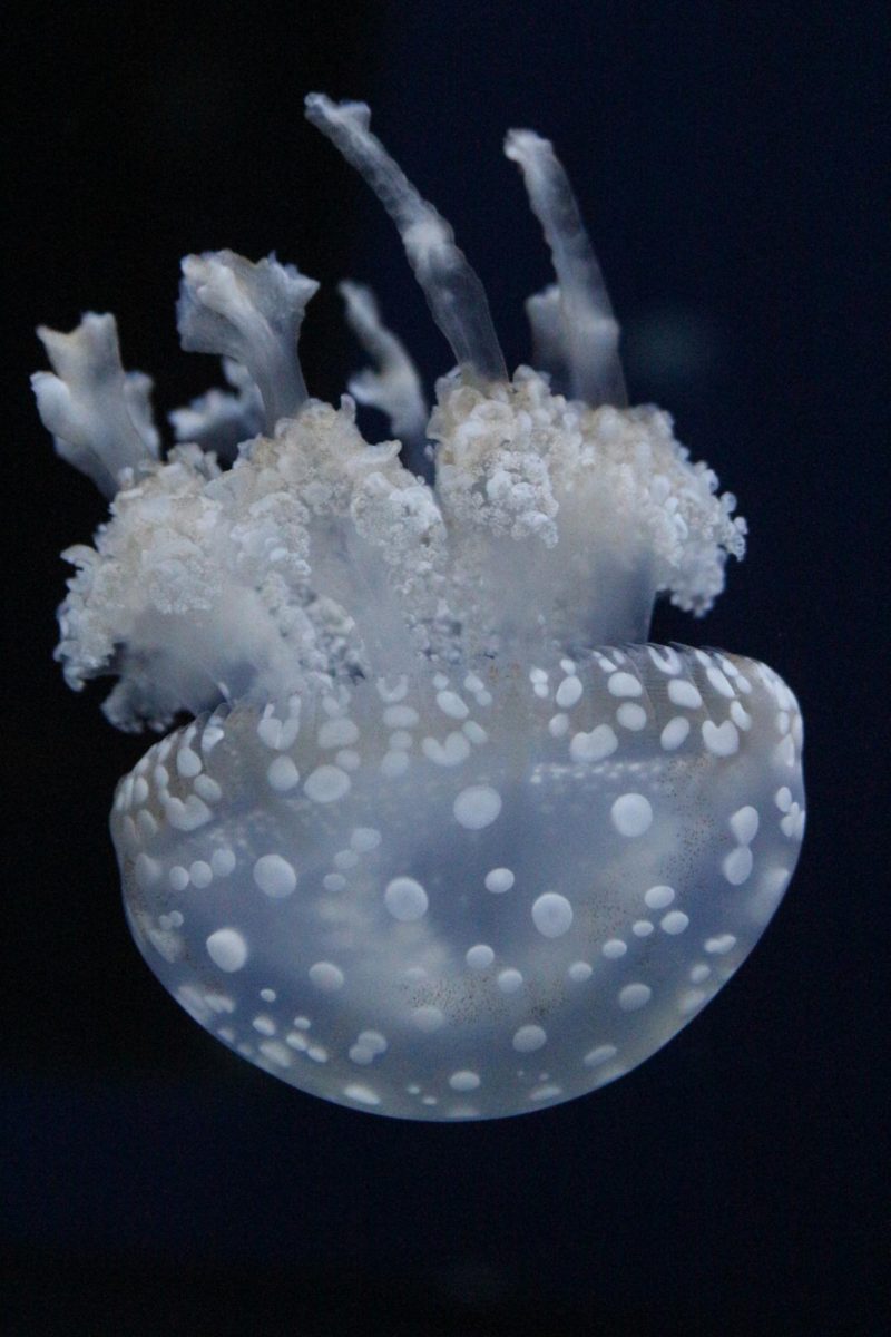 Jellyfish enclosure at the KC Zoo