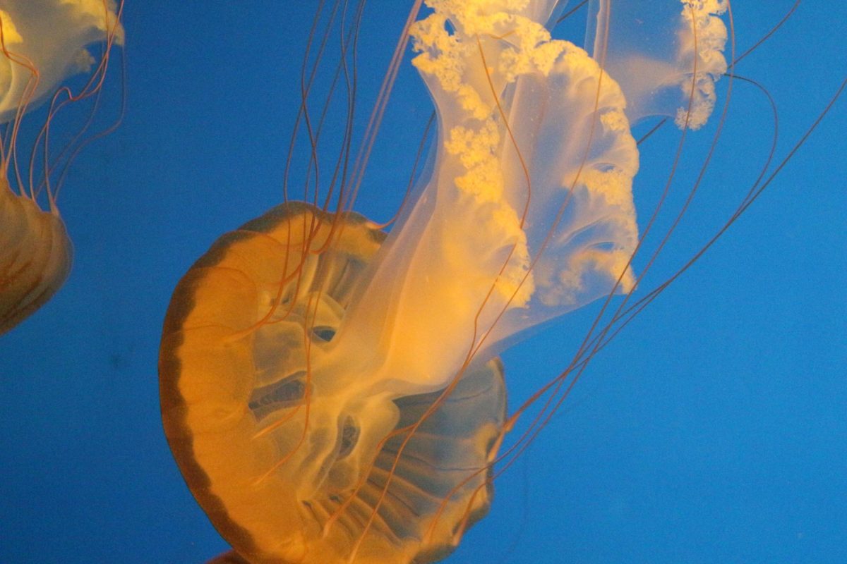 Jellyfish exhibit at KC Zoo