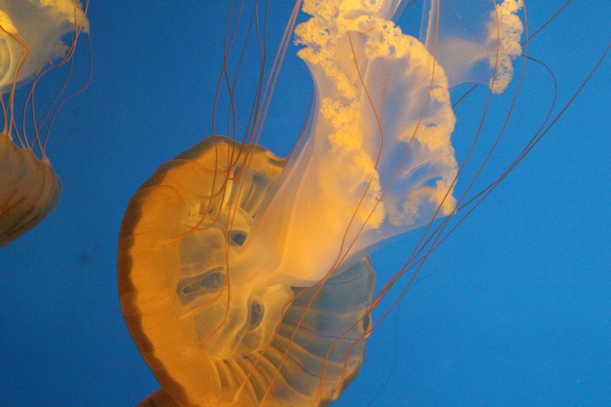 Jellyfish exhibit at KC Zoo