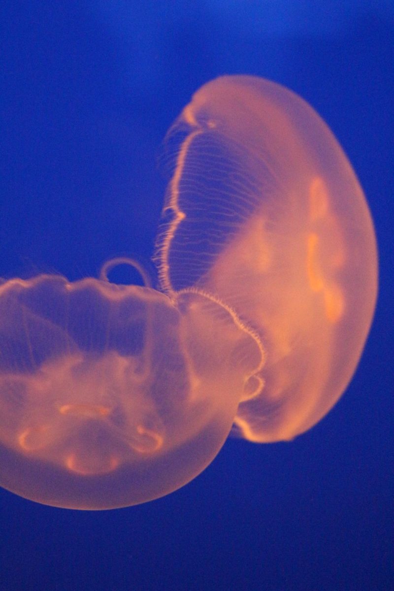 Jellyfish exhibit at the KC Zoo