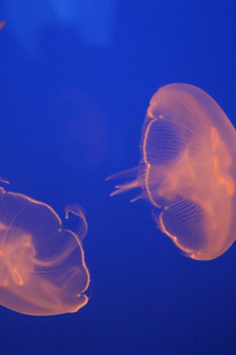 Jellyfish exhibit at the KC Zoo