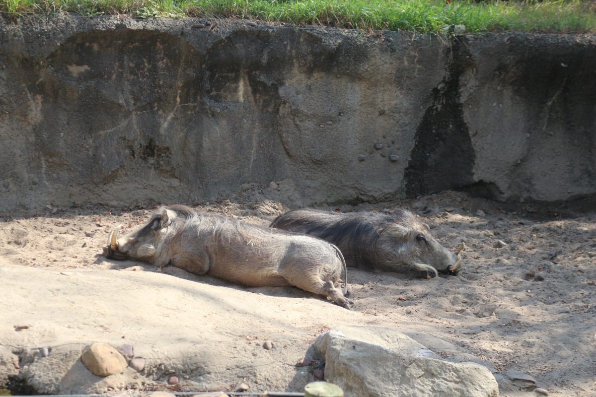 Warthog exhibit at the KC Zoo