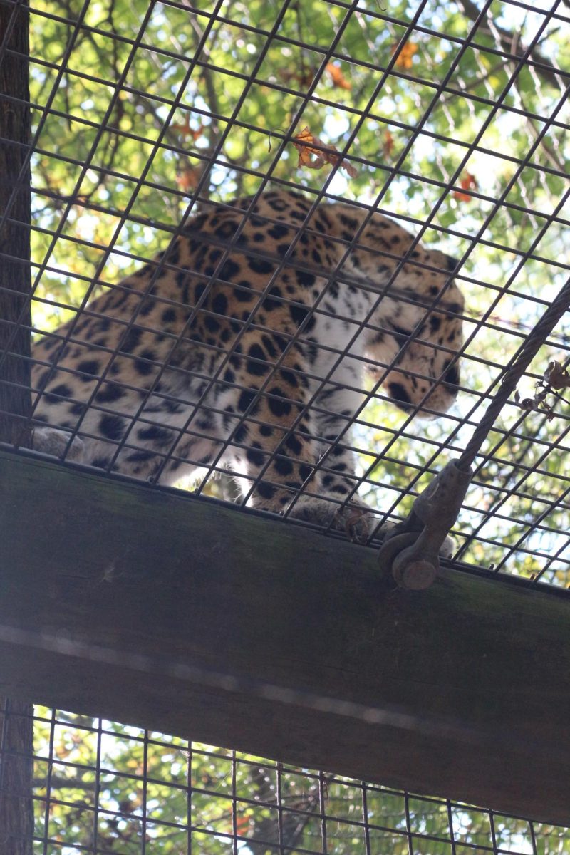 Leopard exhibit at the KC Zoo