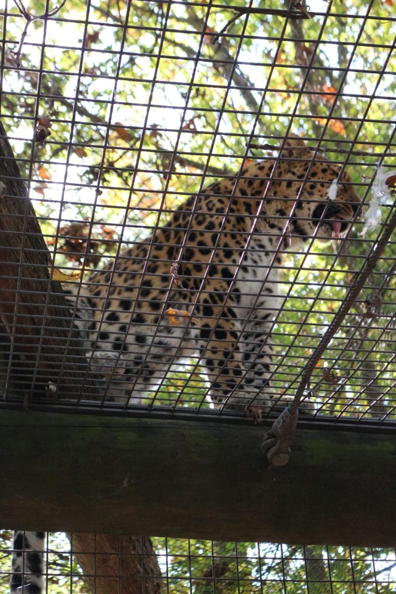 Leopard exhibit at the KC Zoo