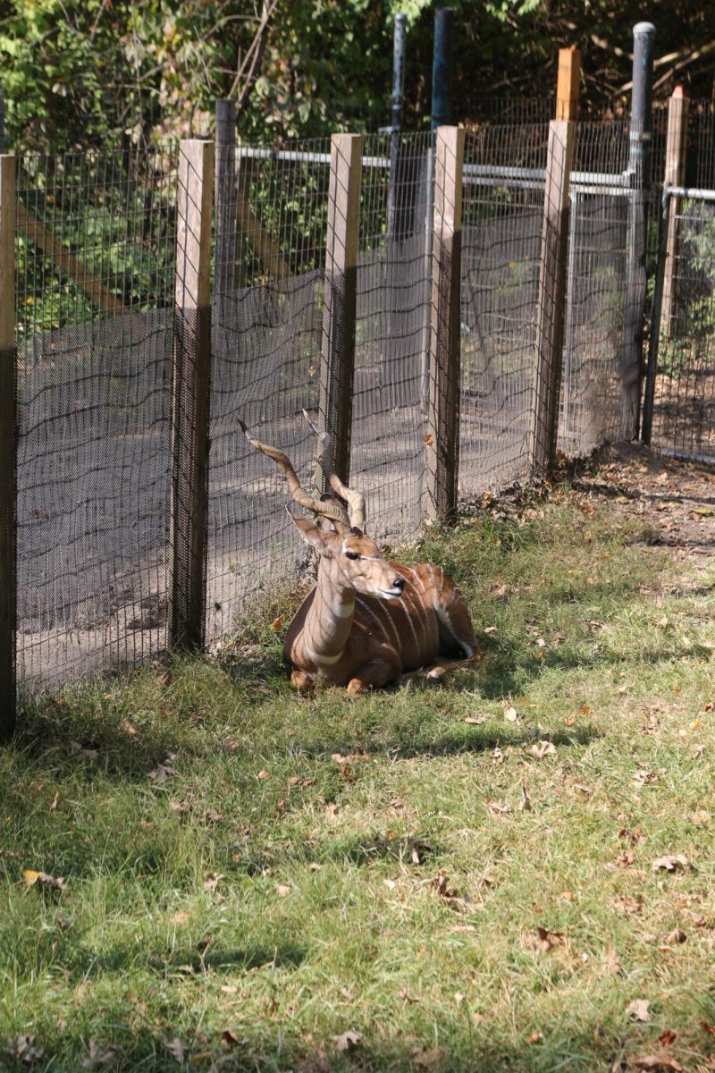 'African Grasslands' at the KC Zoo