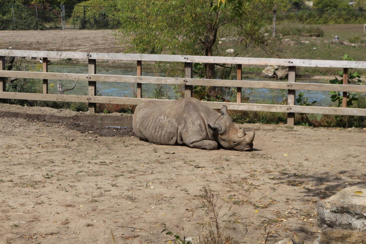 Rhino exhibit at the KC Zoo