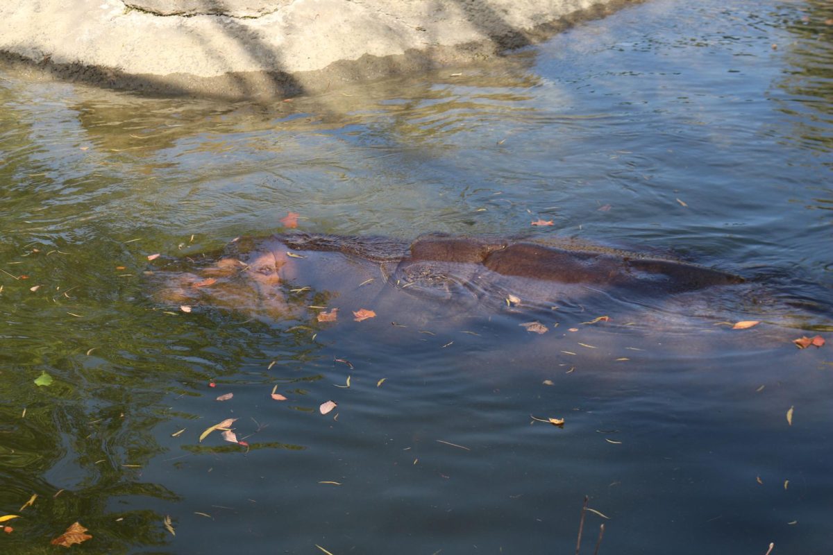 Hippopotamus exhibit at the KC Zoo