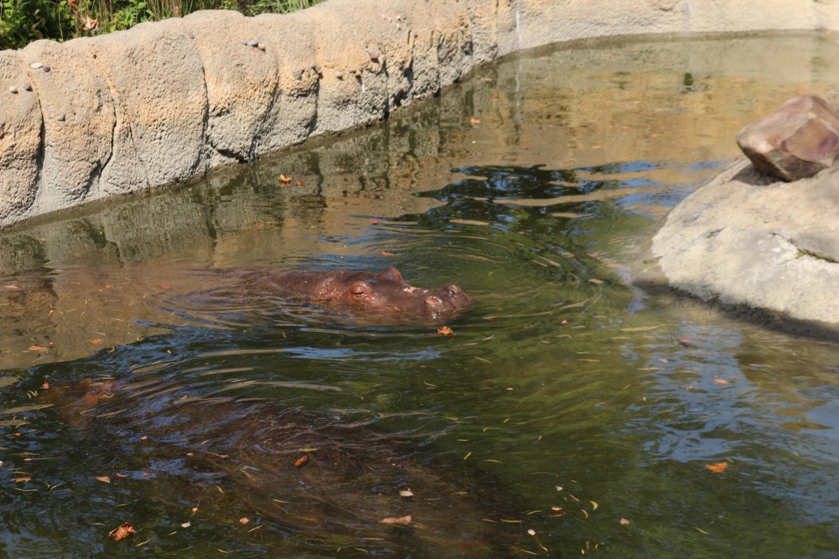 Hippopotamus exhibit at the KC Zoo 