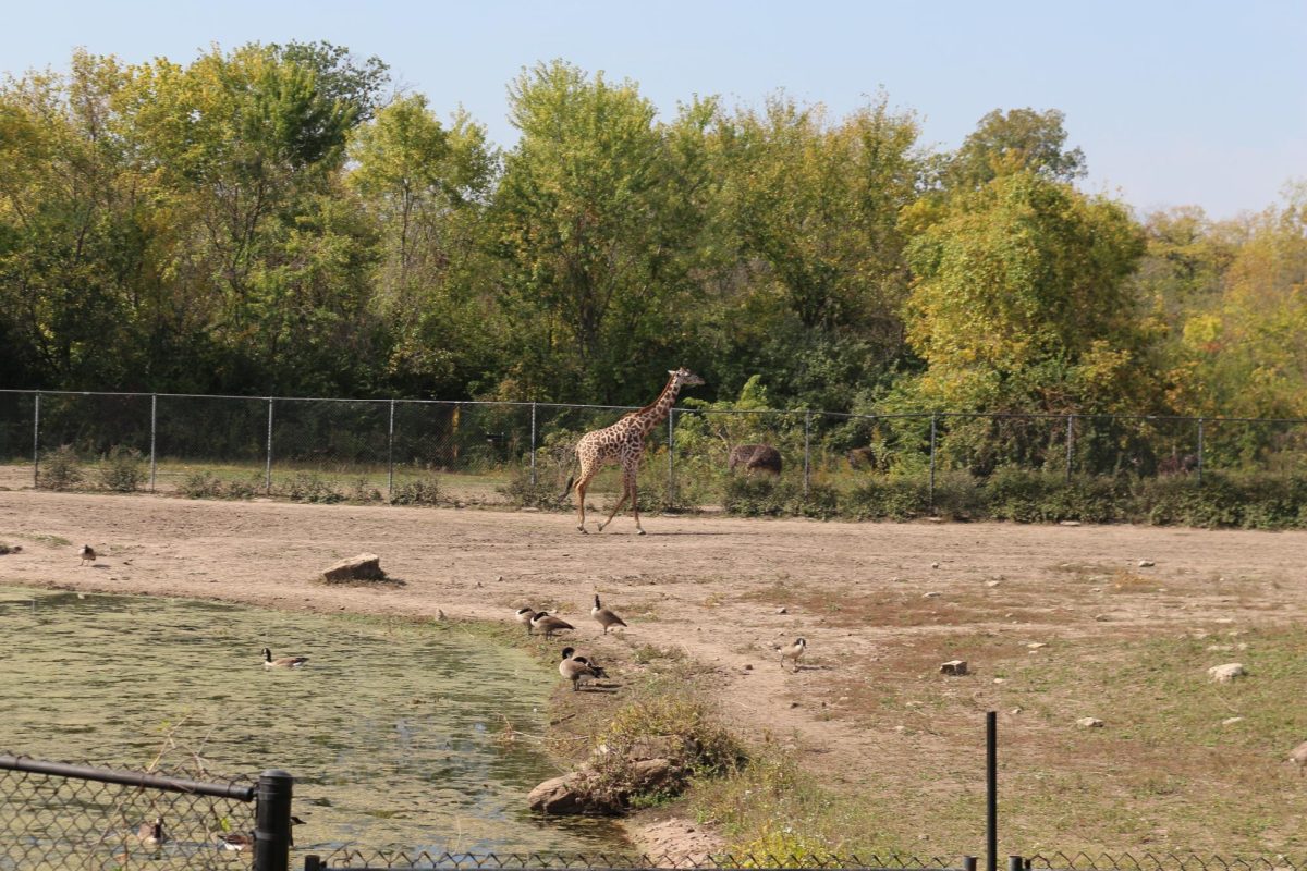 Giraffe exhibit at the KC Zoo