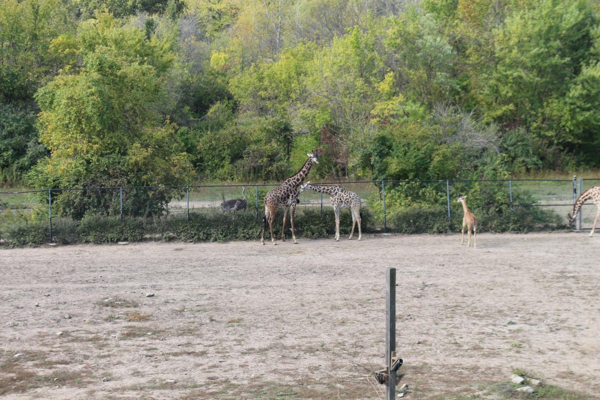 Giraffe exhibit at the KC Zoo