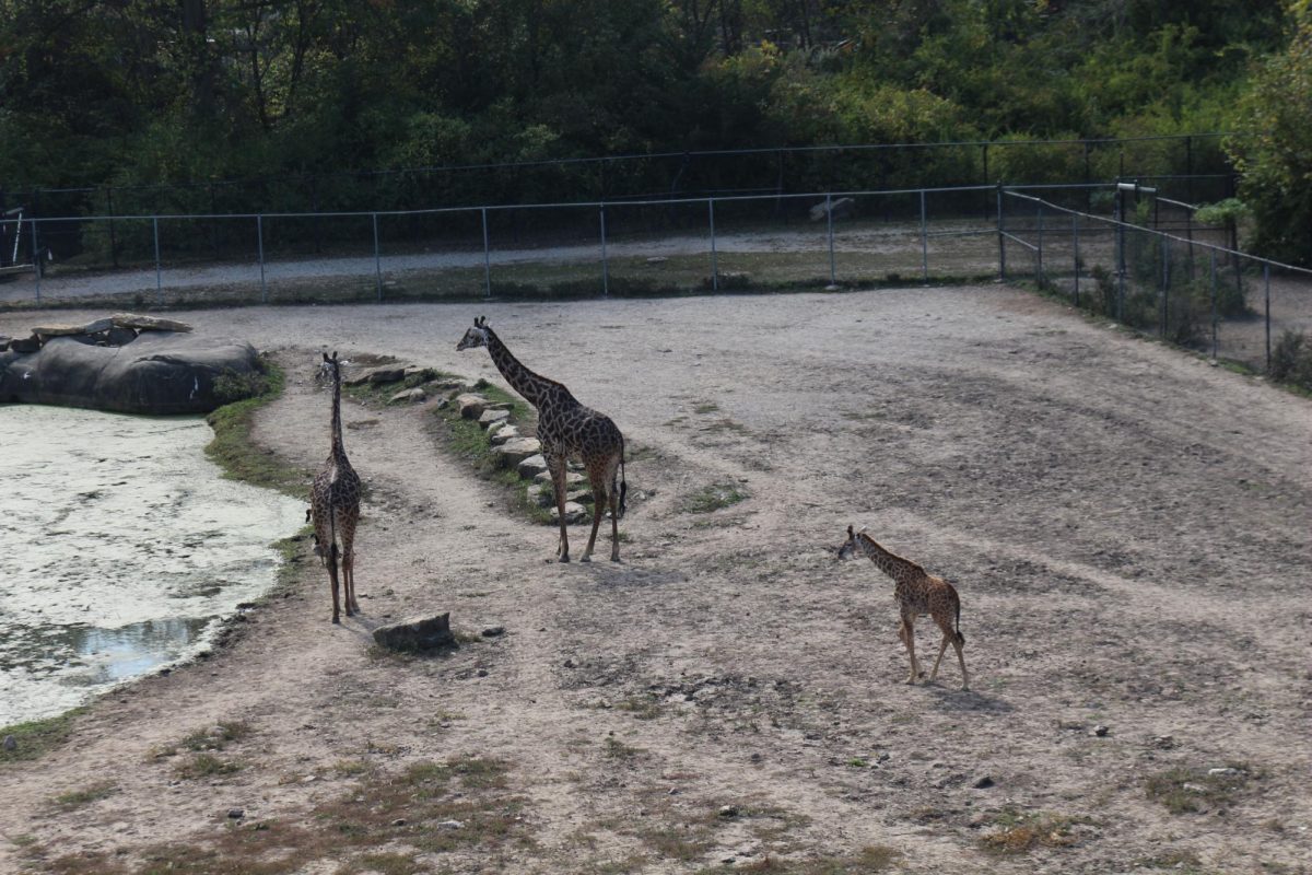 Giraffe exhibit at the KC Zoo