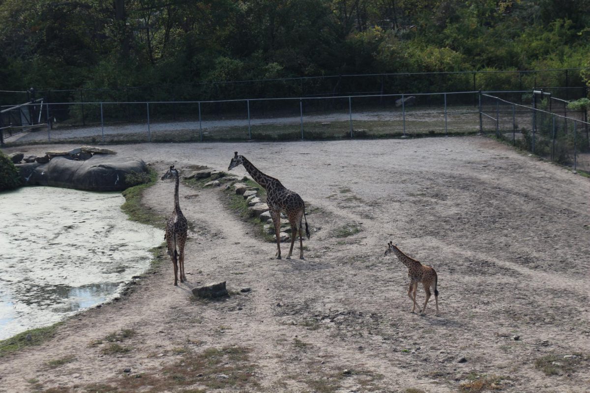 Giraffe enclosure at the KC Zoo