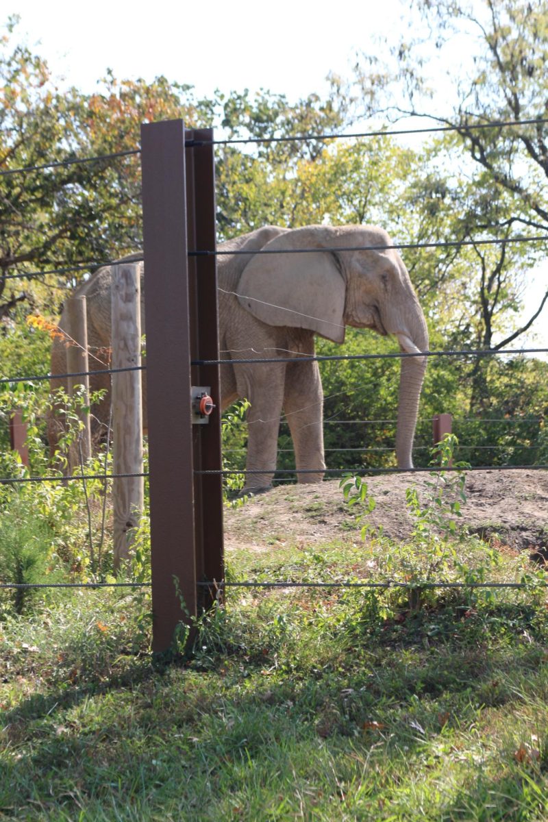 Elephant enclosure at the KC Zoo