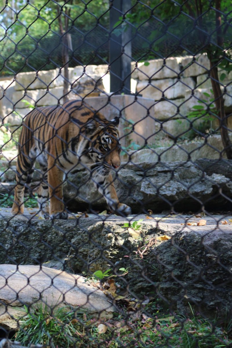 Tiger exhibit at the KC Zoo