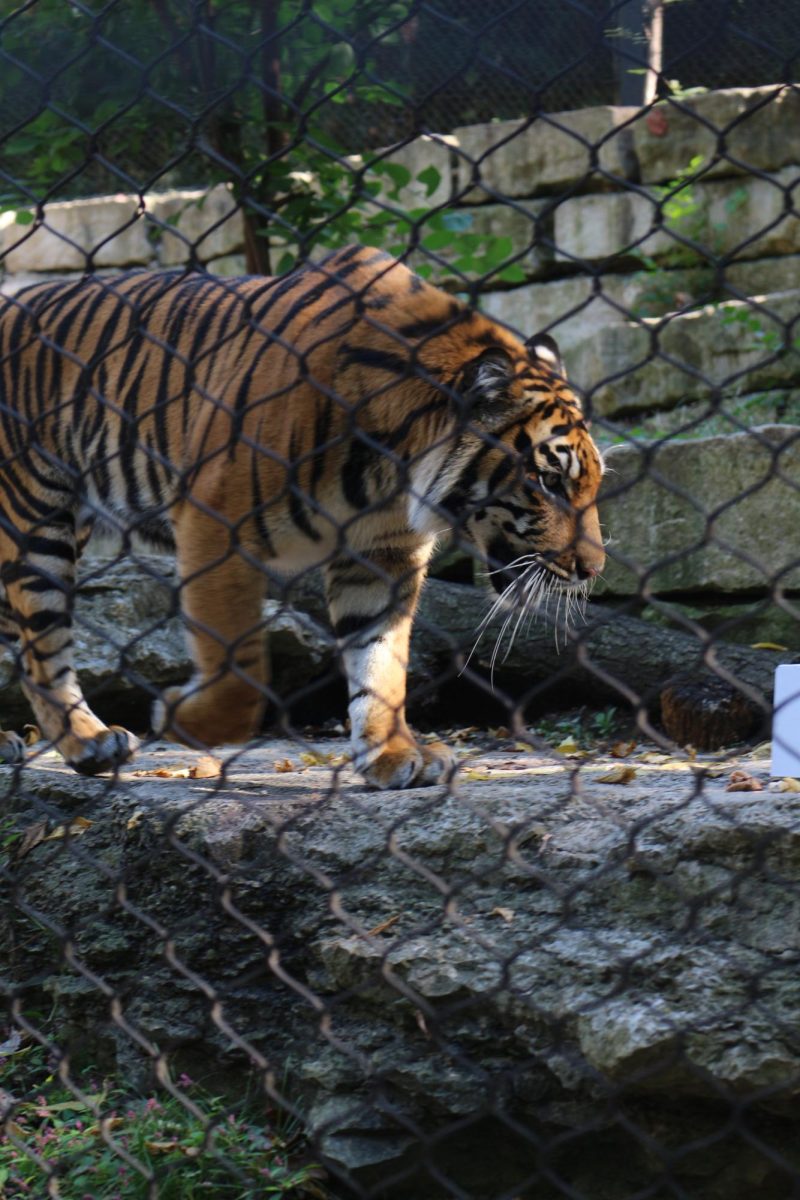 Tiger exhibit at the KC Zoo