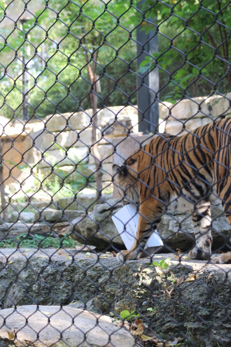 Tiger enrichment time