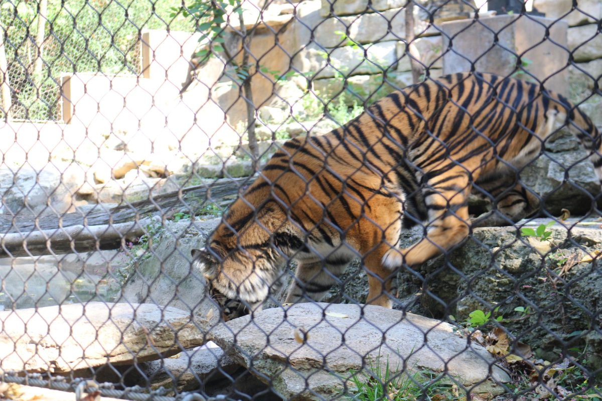 Tiger exhibit at the KC Zoo