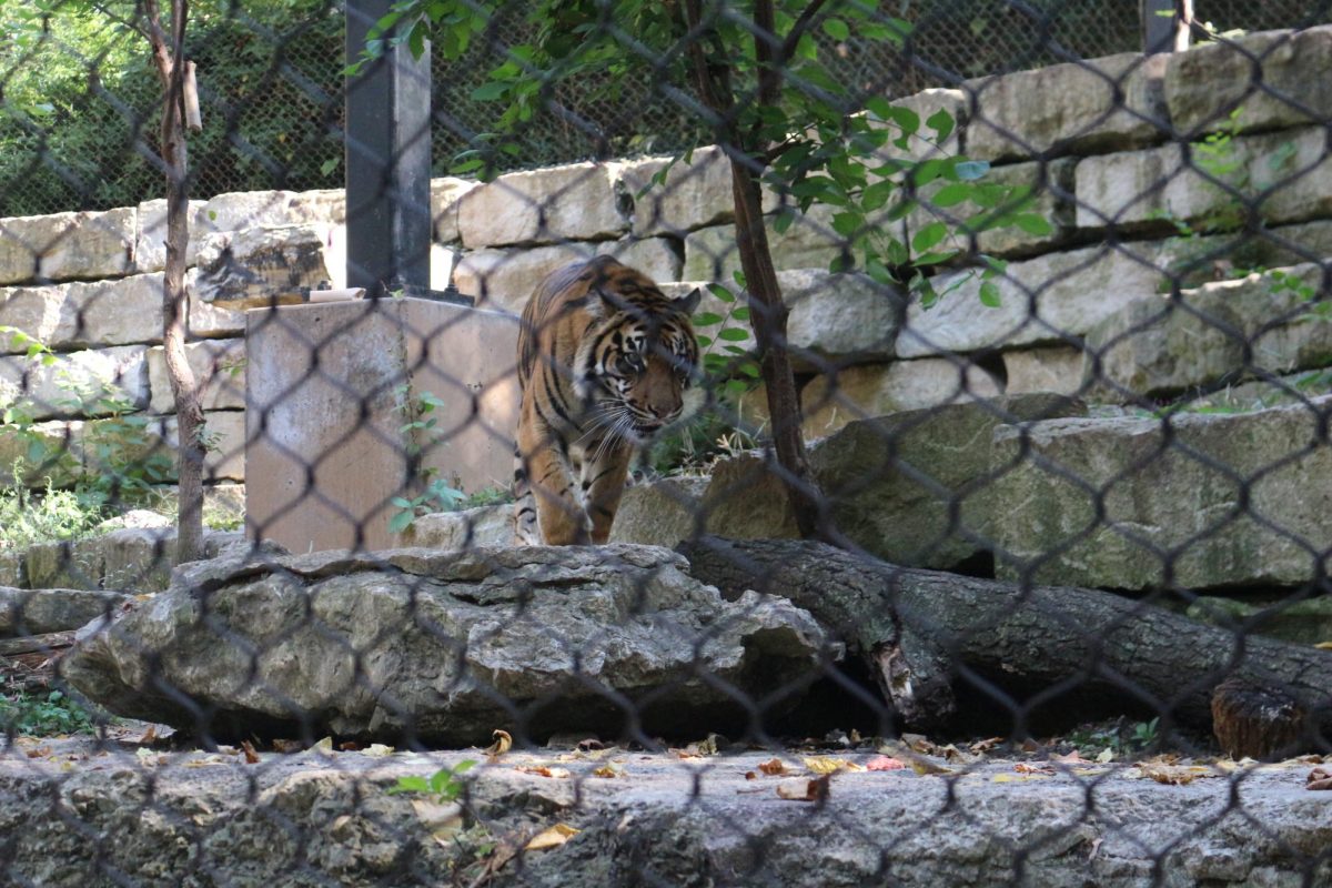 Tiger exhibit at the KC Zoo