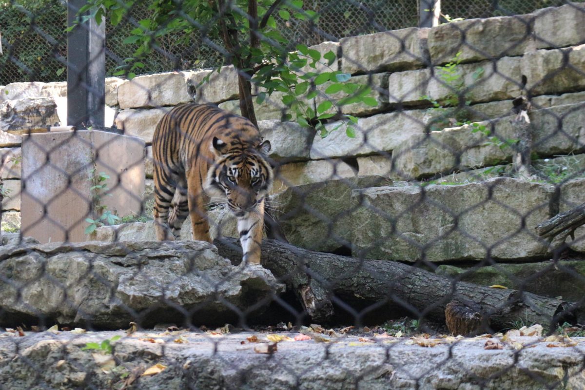 Tiger exhibit at the KC Zoo