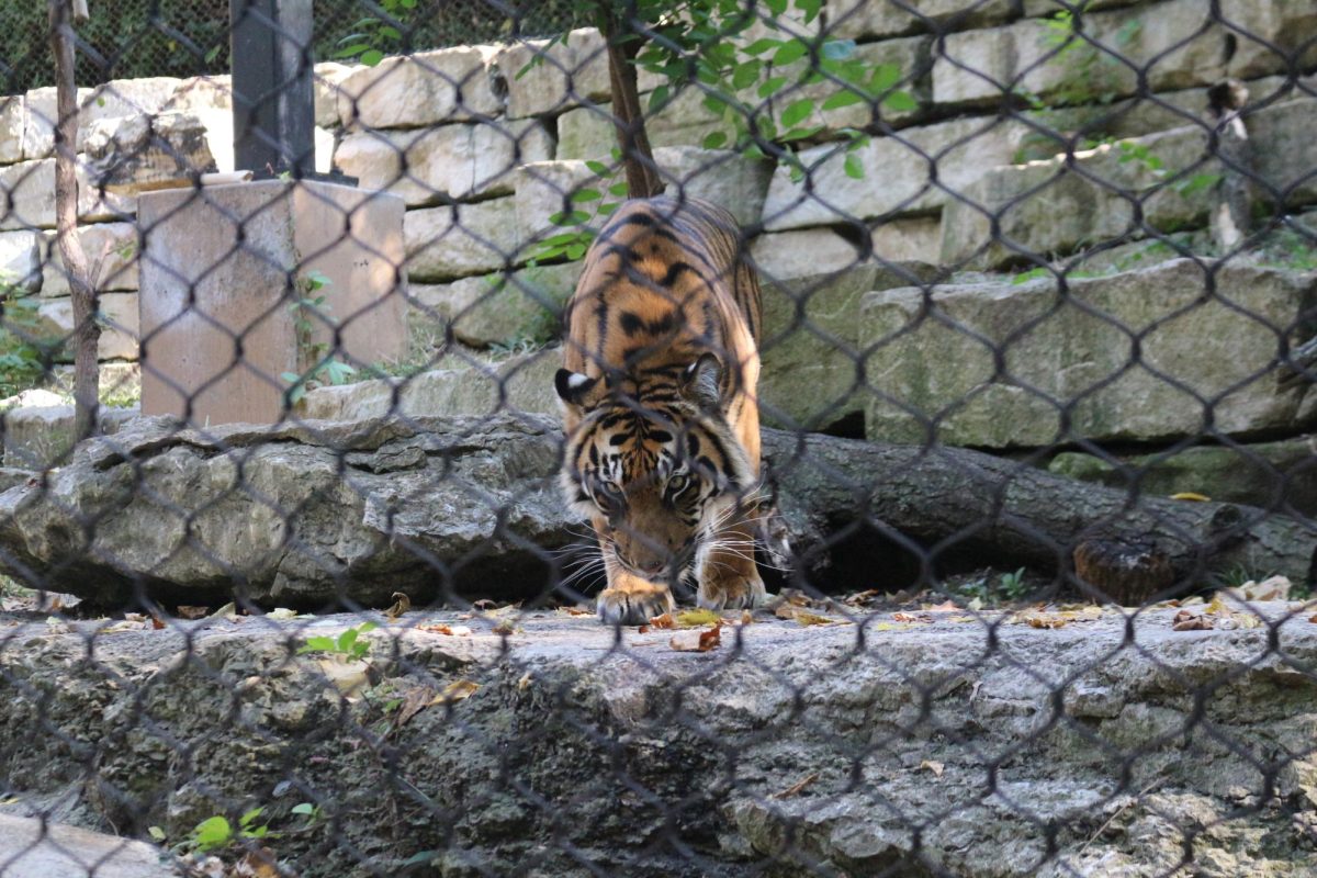 Tiger exhibit at the KC Zoo