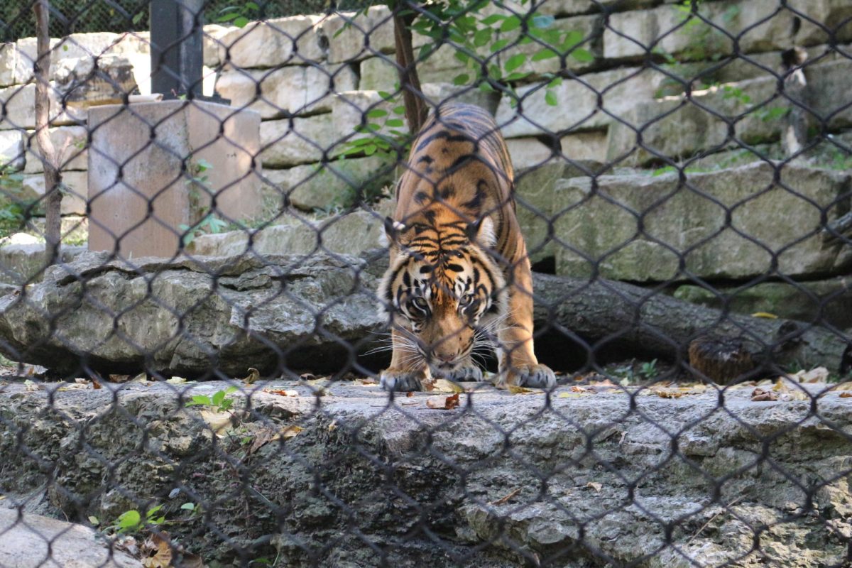 Tiger exhibit at the KC Zoo