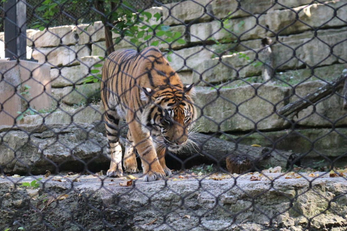 Tiger exhibit at the KC Zoo