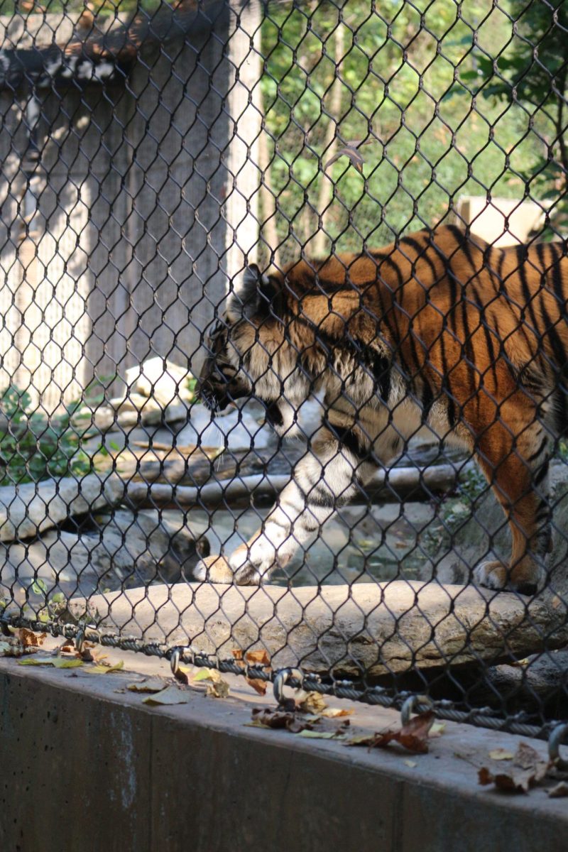 Tiger exhibit at the KC Zoo