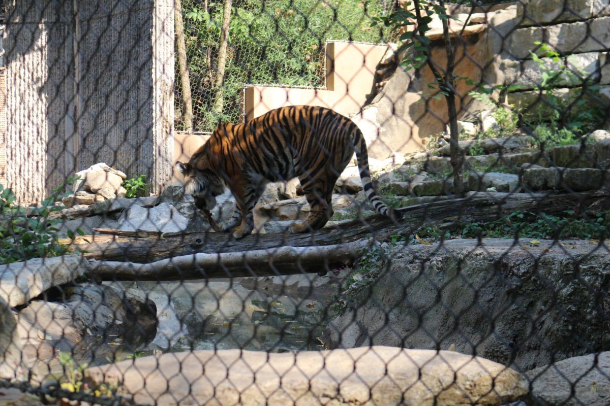 Tiger enrichment time