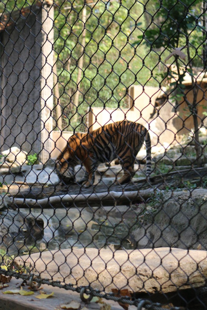 Tiger exhibit at the KC Zoo