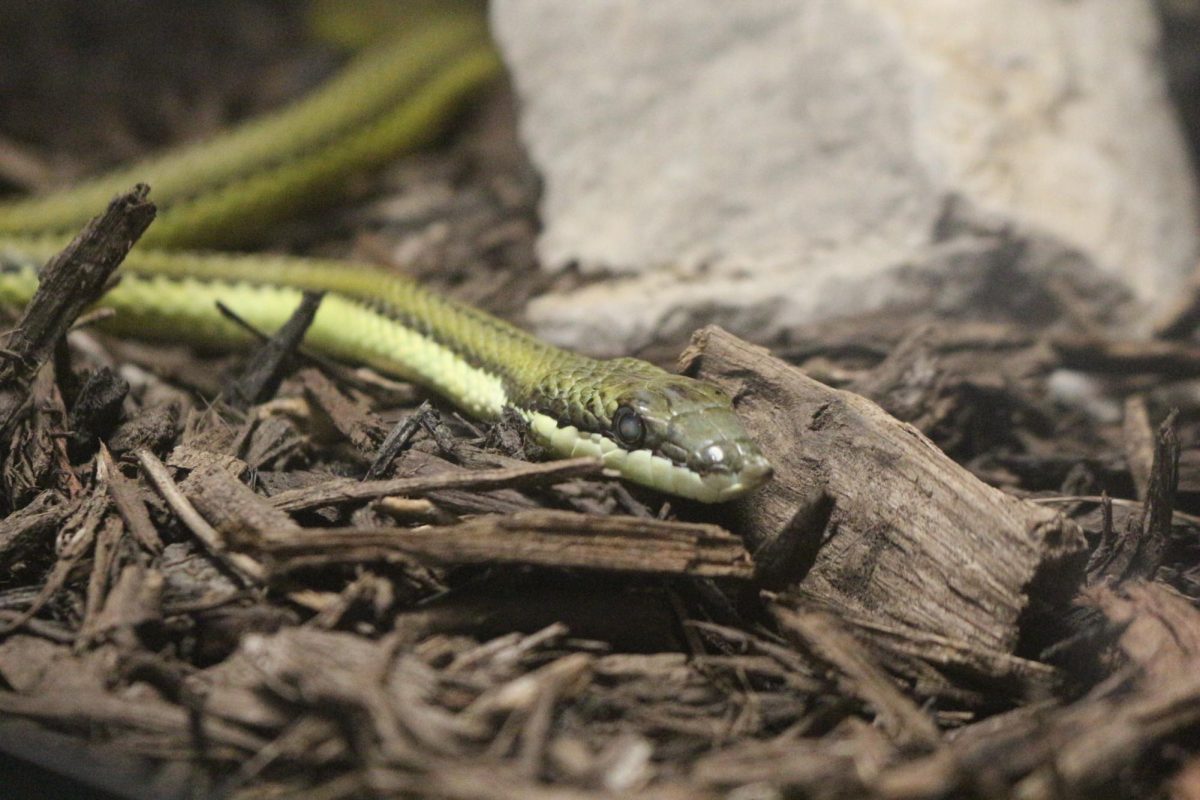 Snake house at the KC Zoo