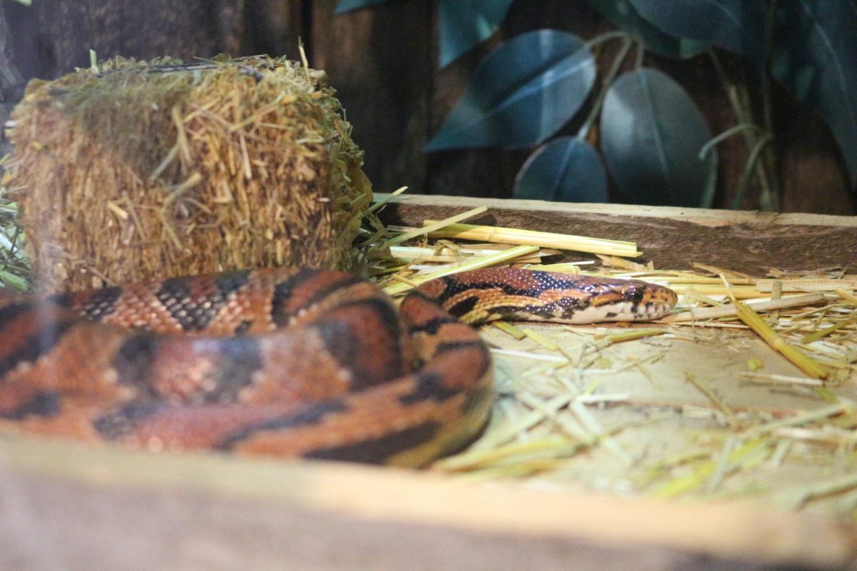 Snake house at the KC Zoo